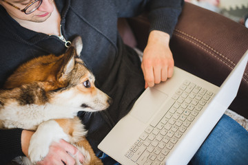 A man working at home during home office with a red and happy welsh corgi pembroke dog