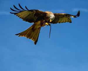 Fototapeta premium birds of prey at a falconry centre