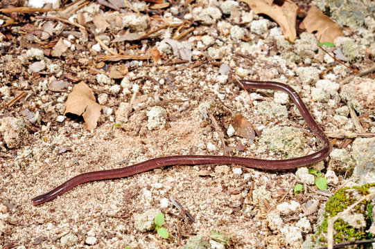 brahminy blind snake / Blumentopfschlange (Indotyphlops braminus / Ramphotyphlops braminus), &Icirc;le des Pins, New Caledonia / Neukaledonien