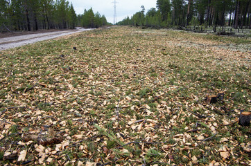 Obraz premium Forest management: clearing the clearing for power lines.