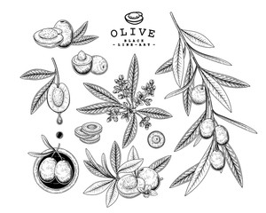Fototapeta premium Vector Sketch Olive decorative set. Hand Drawn Botanical Illustrations. Black and white with line art isolated on white backgrounds. Plant drawings. Retro style elements.