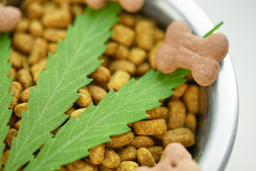 Concept of medical marijuana for pets concept. Hemp Dog Treats. Legal medicinal applications of marijuana-themed CBD food for Dogs Wellness