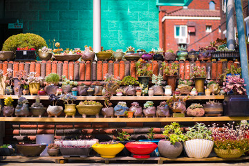 Fototapeta premium pats