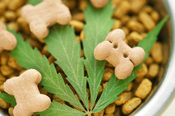 Concept of medical marijuana for pets concept. Hemp Dog Treats. Legal medicinal applications of marijuana-themed CBD food for Dogs Wellness