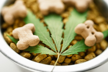 Concept of medical marijuana for pets concept. Hemp Dog Treats. Legal medicinal applications of marijuana-themed CBD food for Dogs Wellness