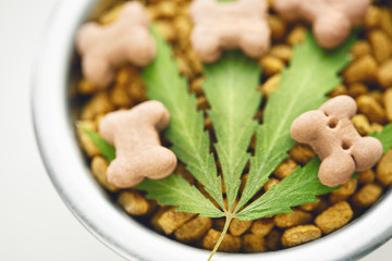 Concept of medical marijuana for pets concept. Hemp Dog Treats. Legal medicinal applications of marijuana-themed CBD food for Dogs Wellness