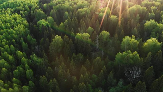 Beautiful green forest woods in Siberia aerial view. summer outdoors wilderness Landscape