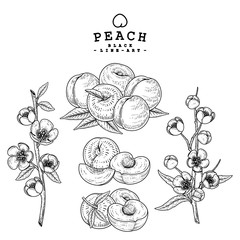 Vector Sketch Peach decorative set. Hand Drawn Botanical Illustrations. Black and white with line art isolated on white backgrounds. Fruits drawings. Retro style elements.
