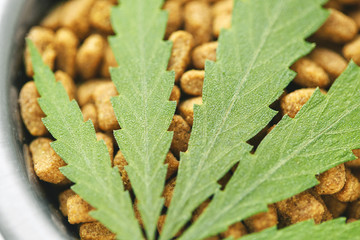 Concept of medical marijuana for pets concept. Hemp Dog Treats. Legal medicinal applications of marijuana-themed CBD food for Dogs Wellness