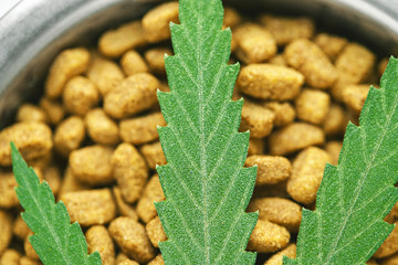 Concept of medical marijuana for pets concept. Hemp Dog Treats. Legal medicinal applications of marijuana-themed CBD food for Dogs Wellness