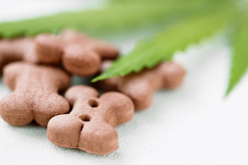 Concept of medical marijuana for pets concept. Hemp Dog Treats. Legal medicinal applications of marijuana-themed CBD food for Dogs Wellness