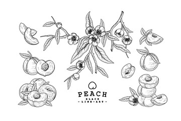 Vector Sketch Peach decorative set. Hand Drawn Botanical Illustrations. Black and white with line art isolated on white backgrounds. Fruits drawings. Retro style elements.