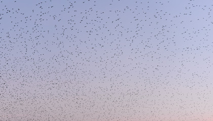 white background with many birds
