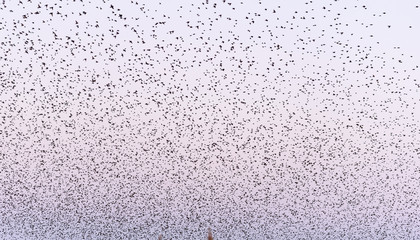 white marble background with many birds
