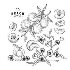 Vector Sketch Peach decorative set. Hand Drawn Botanical Illustrations. Black and white with line art isolated on white backgrounds. Fruits drawings. Retro style elements.