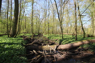 Auenwald im Frühling