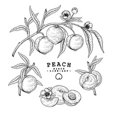 Vector Sketch Peach decorative set. Hand Drawn Botanical Illustrations. Black and white with line art isolated on white backgrounds. Fruits drawings. Retro style elements.