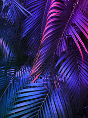 tropical summer vertical background, exotic leaf with neon party glow, colorful blue backdrop - obrazy, fototapety, plakaty