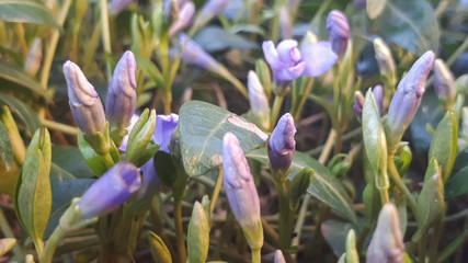 vinca minor - Purple blue flowers of periwinkle.