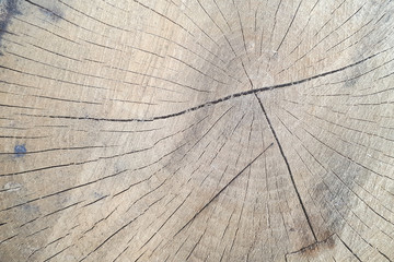 Fototapeta premium warm dark brown and orange tones of a felled tree trunk or stump. Rough organic texture of tree rings.