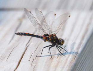 The dragonfly is a reddish dragonfly.