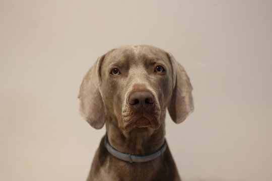 Perro de la raza weimaraner o braco de weimar