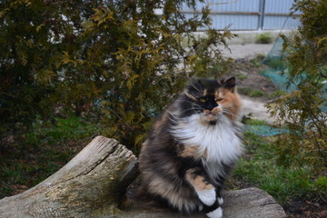 tricolor cat sits on a log among the trees and thuja