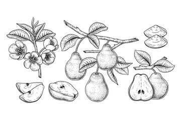 Vector Sketch Pear decorative set. Hand Drawn Botanical Illustrations. Black and white with line art isolated on white backgrounds. Fruits drawings. Retro style elements.