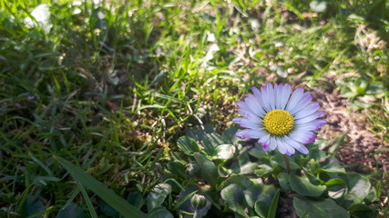 Bellis perennis. Macro photo of a daisy, close-up of a daisy. © daily_creativity