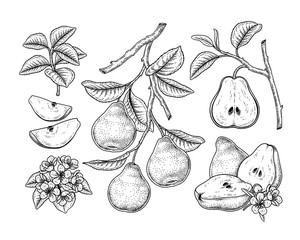 Vector Sketch Pear decorative set. Hand Drawn Botanical Illustrations. Black and white with line art isolated on white backgrounds. Fruits drawings. Retro style elements.