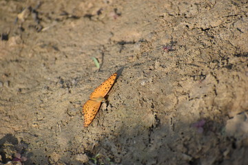 a butterfly lying on a ground with wide wings open