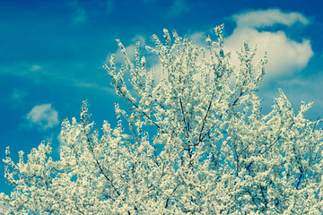 Fototapeta na wymiar Single blossoming tree in spring.