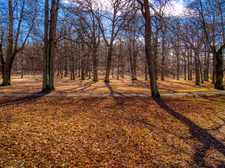 Obraz premium autumn in the park