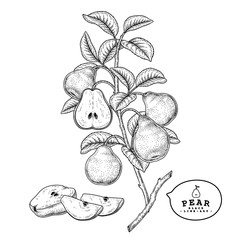 Vector Sketch Pear decorative set. Hand Drawn Botanical Illustrations. Black and white with line art isolated on white backgrounds. Fruits drawings. Retro style elements.