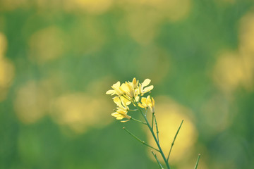 selective focus on a mustard flower with a beautiful bokeh background of mustard field