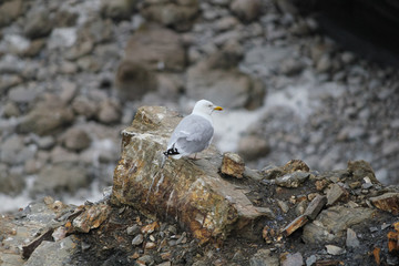 A seagull sitting on a rock in North Cornwall