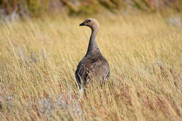 Two beautiful ducks sitting in high grass