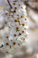 Single blossoming tree in spring.