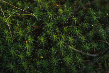 Closeup of green moss in czech forest