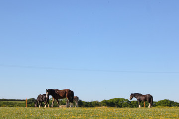 Horses in a field in North Devon