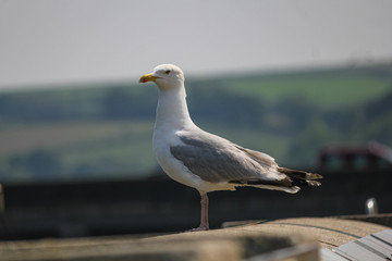 A seagull perched on a wall in Devon
