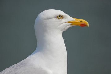 Close-up of a seagull in North Devon