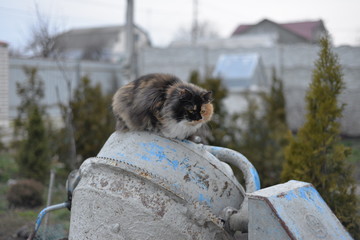 tricolor cat sits on an old concrete mixer