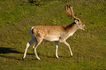 Naklejka na ściany i meble A fallow deer walks in the grass, next to a river in the sun, the Netherland