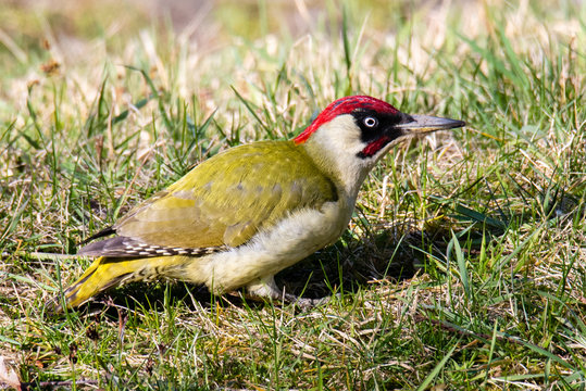 The European green woodpecker (Picus viridis) sitting down in the grass
