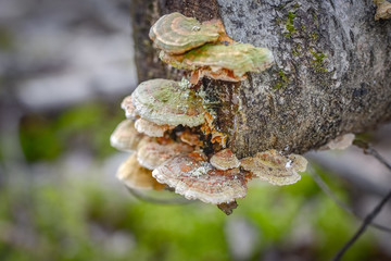 mushrooms on an old tree