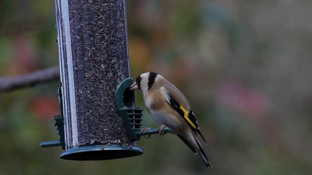 Goldfinch,  Carduelis carduelis, feeding. UK