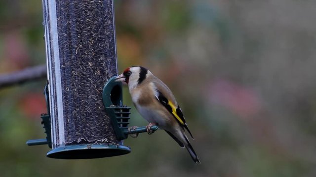 Goldfinch,  Carduelis carduelis, on hanging niger feeder. UK