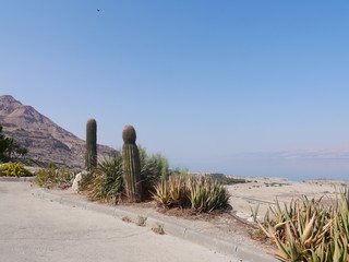 two gigantic cactus (Echinocactus Grusonii) at the coast of the dead sea on a sunny day, Ein Gedi,...
