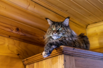 Portrait whiskered Maine Coon cat. Fluffy big cat with long tassels on the ears is lying on the wardrobe, woody rustic background